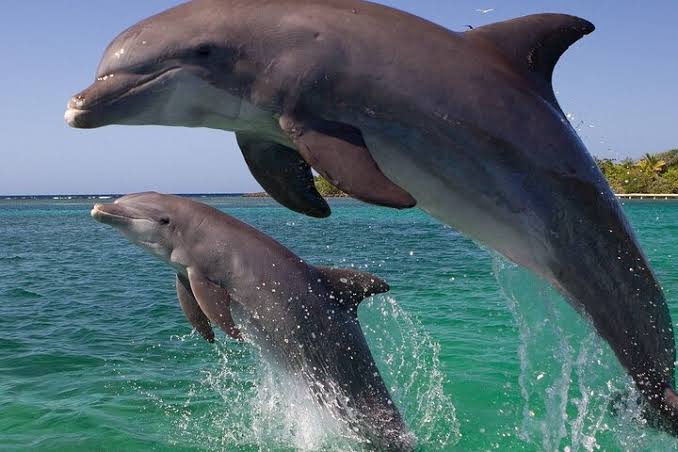 Dolphin House